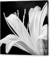 White Lily Flower Canvas Print