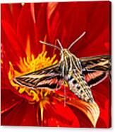 White-lined Sphinx Hummingbird Moth Canvas Print