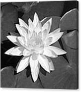 White Lotus 2 Canvas Print