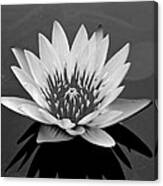 White Lotus Flower Canvas Print