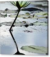 White Lotus In Reflection In Pastel Canvas Print