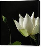 White Lotus Profile Canvas Print