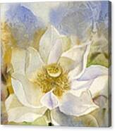 White Lotus With Blue Canvas Print