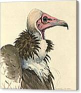 White Necked Vulture Canvas Print