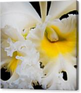 White Orchid 2 Canvas Print