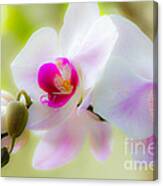 White Orchid Canvas Print