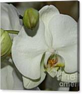 White Orchid Canvas Print