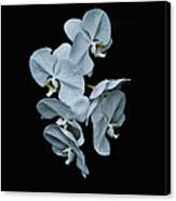 White Orchid Pla 181 Canvas Print