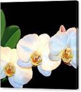 White Orchids Canvas Print