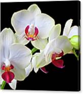 White Orchids In Bloom Canvas Print