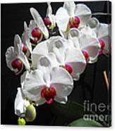 White Orchids Lining Up Canvas Print