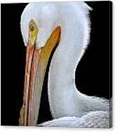 White Pelican Canvas Print