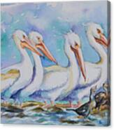 White Pelicans Canvas Print