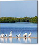 White Pelicans On Sanibel Island Canvas Print