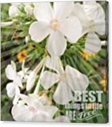 #white #phlox #garden #flower #bloom Canvas Print