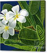 White Plumeria Flowers With Blue Background Canvas Print