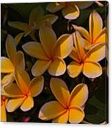 White Plumeria Canvas Print