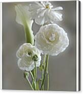 White Ranunculus Canvas Print