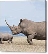 White Rhinoceros And Calf  Kenya Canvas Print