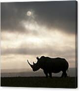 White Rhinoceros At Sunset Kenya Canvas Print