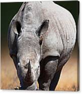White Rhinoceros  Front View Canvas Print