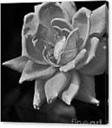 White Rose On Black Canvas Print