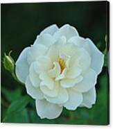 White Rose With Two Buds Canvas Print