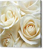 White Roses Canvas Print