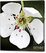 White Spring Bloom Canvas Print