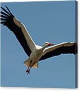 White Stork Belgium Canvas Print