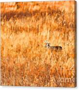 White Tail Crossing Golden Field Canvas Print