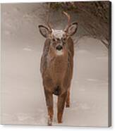 White Tailed Deer Buck In Snow Canvas Print