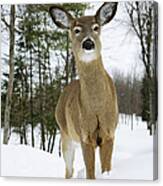 White-tailed Deer Odocoileus Canvas Print