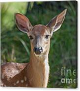 White-tailed Fawn Canvas Print