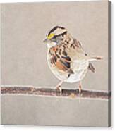 White Throated Sparrow Canvas Print