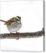 White-throated Sparrow Canvas Print