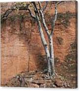 White Tree And Red Rock Face Canvas Print