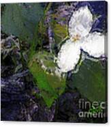 White Trillium Canvas Print