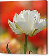 White Tulip Weisse Gefuellte Tulpe Canvas Print