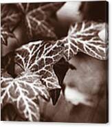 White Veins Canvas Print