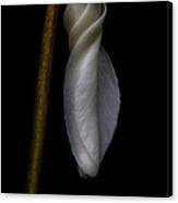 White Waiting To Bloom Canvas Print