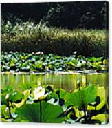 White Water Lotus Canvas Print