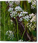 White Wildflowers On A Branch Canvas Print