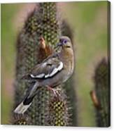 White Winged Dove On A Cactus Perch Canvas Print