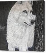 White Wolf On Guard Canvas Print