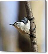 Whitebreasted Nuthatch Canvas Print