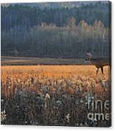 Whitetail Buck In Field At Evening Canvas Print