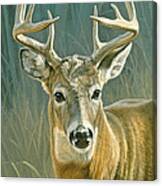 Whitetail Buck Canvas Print