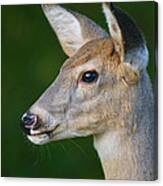 Whitetail Deer Canvas Print