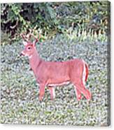 Whitetail Buck In The Soybean Field Canvas Print